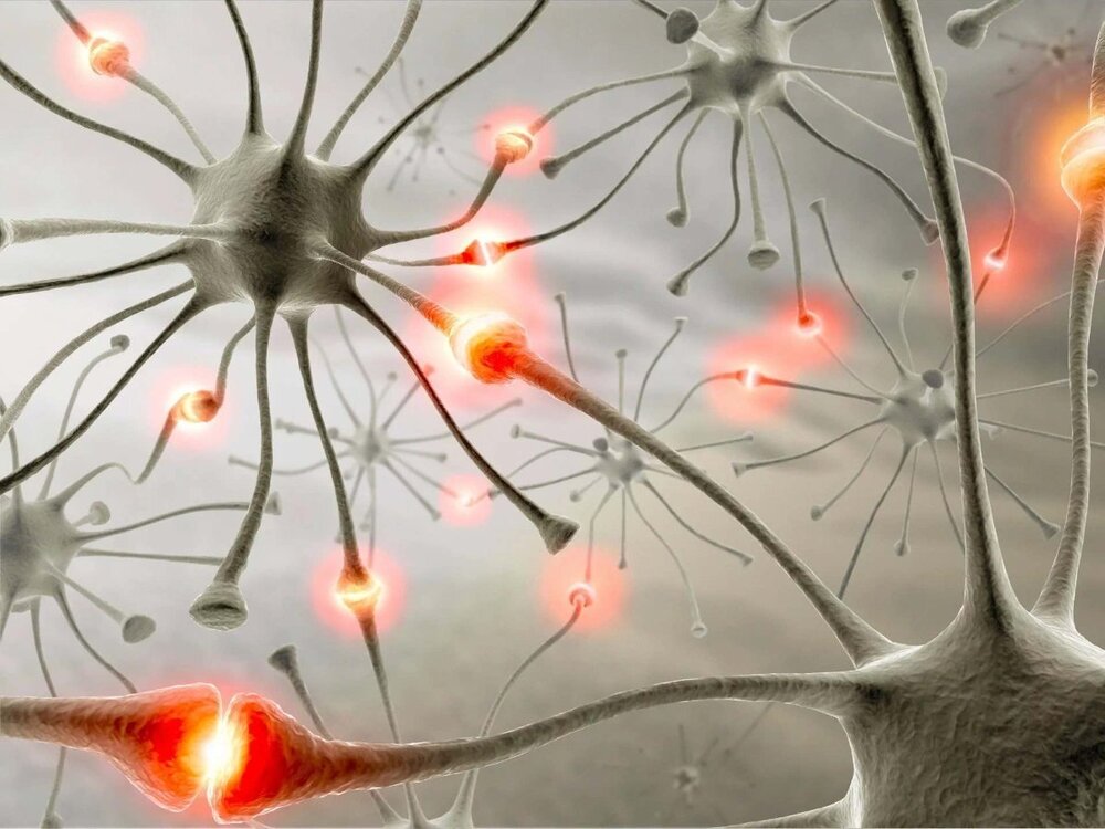 Нервные клетки.jpg